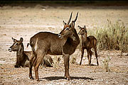 Picture 'KT1_13_03 Waterbuck, Kenya, Amboseli'